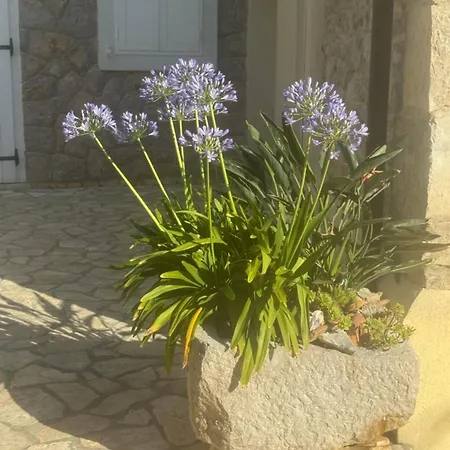 Mediterranes M. Terrasse *