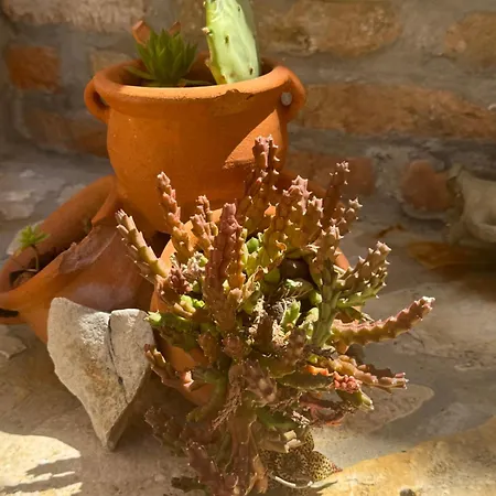 Mediterranes M. Terrasse Apartment *