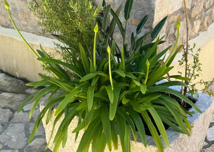 Mediterranes M. Terrasse Daire *