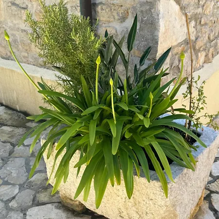 Mediterranes M. Terrasse Daire *